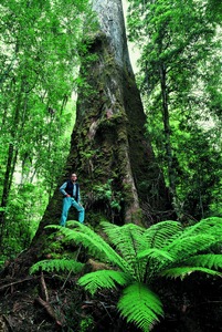 Australian Greens Senator Bob Brown 'Dwarfed by Nature'. Photographer Ted Mead, Photo courtesy of the Office of Senator Bob Brown